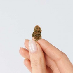 CBD Small Bud Premium